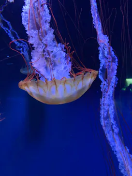 すみだ水族館に投稿された画像（2021/9/16）