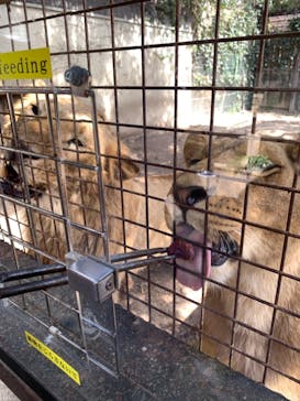 群馬サファリパークに投稿された画像（2021/9/16）