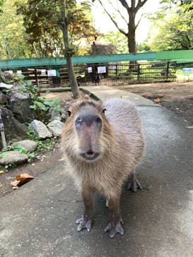 群馬サファリパークに投稿された画像（2021/9/16）