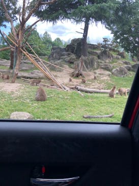 群馬サファリパークに投稿された画像（2021/9/16）