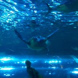 しながわ水族館に投稿された画像（2021/9/16）