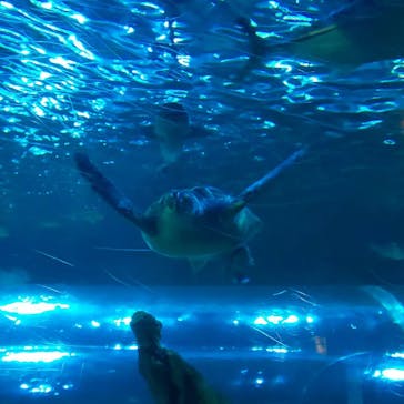 しながわ水族館に投稿された画像（2021/9/16）