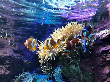 サンシャイン水族館に投稿された画像（2021/9/16）