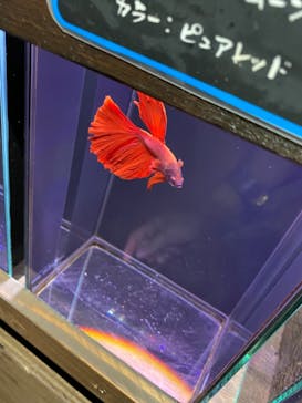 ゼロ距離水族館 伊勢シーパラダイスに投稿された画像（2021/9/16）