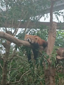 神戸どうぶつ王国に投稿された画像（2021/9/17）