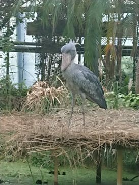 神戸どうぶつ王国に投稿された画像（2021/9/17）