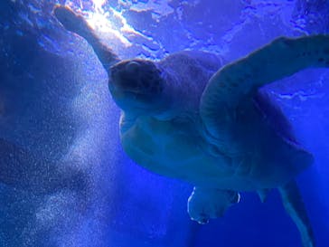 マクセル アクアパーク品川に投稿された画像（2021/9/17）