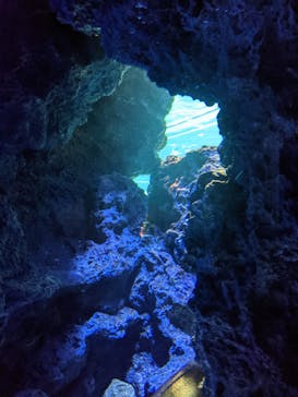 サンシャイン水族館に投稿された画像（2021/9/17）