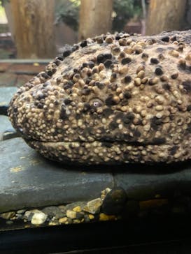 京都水族館に投稿された画像（2021/9/17）