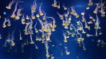 新江ノ島水族館に投稿された画像（2021/9/17）