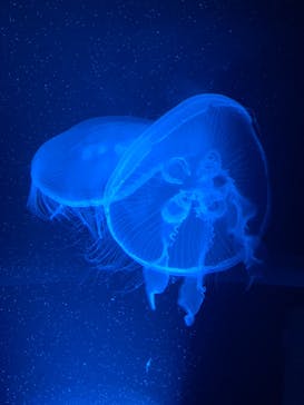 京都水族館に投稿された画像（2021/9/17）