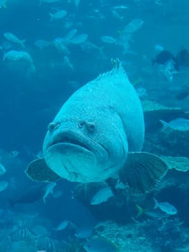 名古屋港水族館に投稿された画像（2021/9/17）