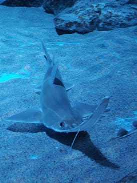 名古屋港水族館に投稿された画像（2021/9/17）