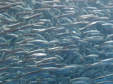 名古屋港水族館に投稿された画像（2021/9/17）