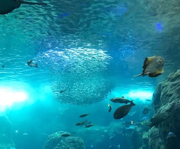 新江ノ島水族館に投稿された画像（2021/9/17）