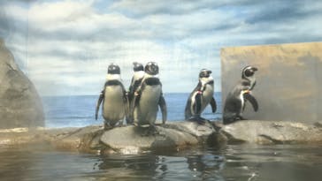 新江ノ島水族館に投稿された画像（2021/9/17）