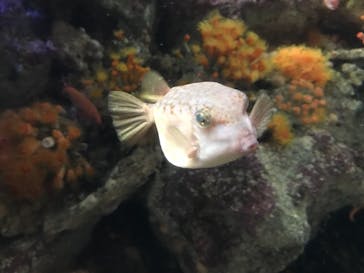 新江ノ島水族館に投稿された画像（2021/9/17）