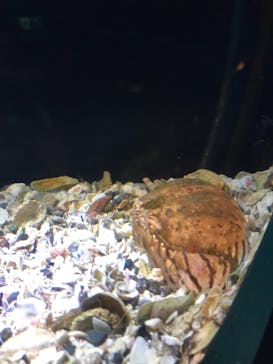 新江ノ島水族館に投稿された画像（2021/9/17）