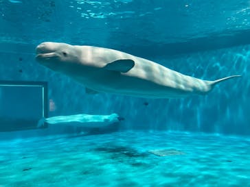 島根県立 しまね海洋館に投稿された画像（2021/9/18）