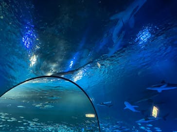 島根県立 しまね海洋館に投稿された画像（2021/9/18）