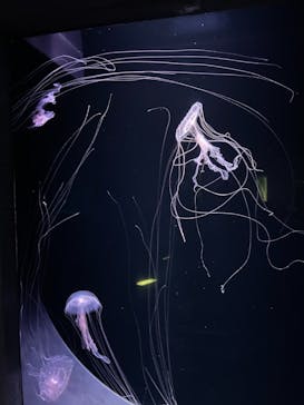 島根県立 しまね海洋館に投稿された画像（2021/9/18）