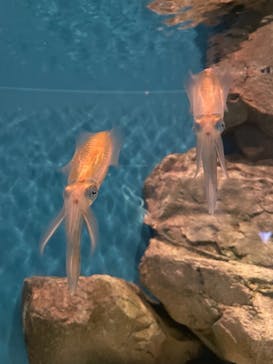 島根県立 しまね海洋館に投稿された画像（2021/9/18）