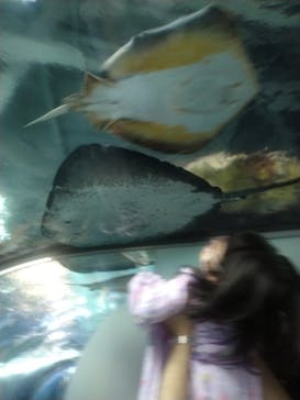 新江ノ島水族館に投稿された画像（2021/9/18）