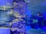 すみだ水族館に投稿された画像（2021/9/18）