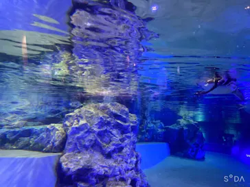 すみだ水族館に投稿された画像（2021/9/18）