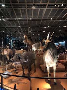 国立科学博物館に投稿された画像（2021/9/18）