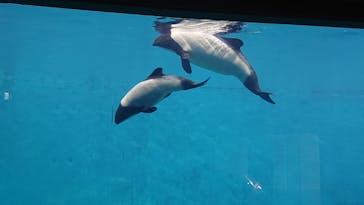鳥羽水族館に投稿された画像（2021/9/18）