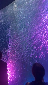 名古屋港水族館に投稿された画像（2021/9/18）