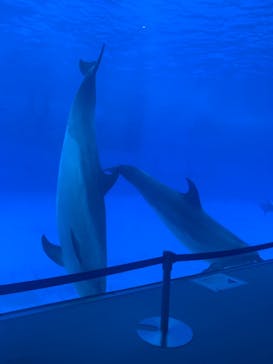 名古屋港水族館に投稿された画像（2021/9/18）
