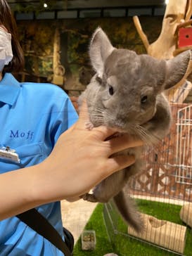 Moff animal world MARK IS みなとみらい店に投稿された画像（2021/9/18）