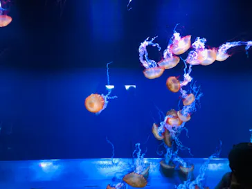 すみだ水族館に投稿された画像（2021/9/18）