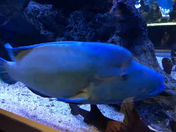 すみだ水族館に投稿された画像（2021/9/18）