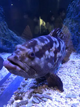 すみだ水族館に投稿された画像（2021/9/18）