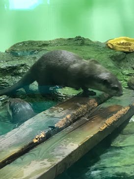 しながわ水族館に投稿された画像（2021/9/18）