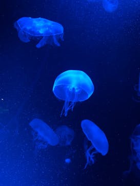 京都水族館に投稿された画像（2021/9/18）