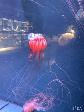 京都水族館に投稿された画像（2021/9/18）