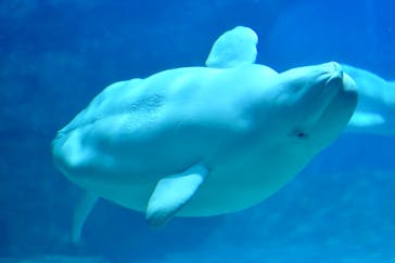 名古屋港水族館に投稿された画像（2021/9/18）