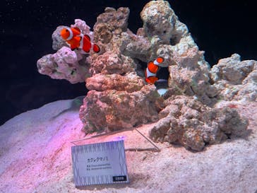 マクセル アクアパーク品川に投稿された画像（2021/9/18）