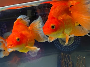 マクセル アクアパーク品川に投稿された画像（2021/9/18）