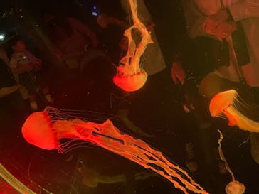 マクセル アクアパーク品川に投稿された画像（2021/9/18）