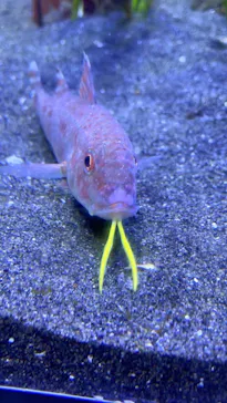 横浜・八景島シーパラダイスに投稿された画像（2021/9/18）