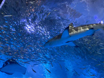 横浜・八景島シーパラダイスに投稿された画像（2021/9/18）