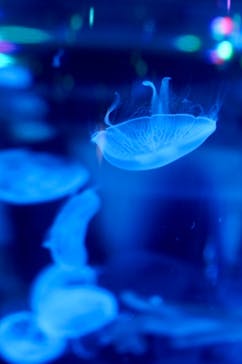 マクセル アクアパーク品川に投稿された画像（2021/9/18）