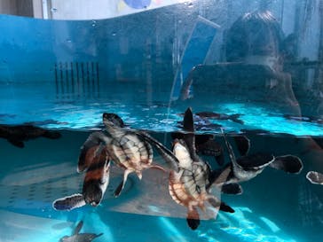 串本海中公園水族館に投稿された画像（2021/9/18）