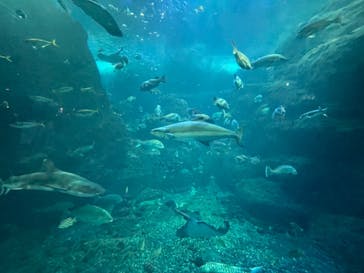 新江ノ島水族館に投稿された画像（2021/9/18）