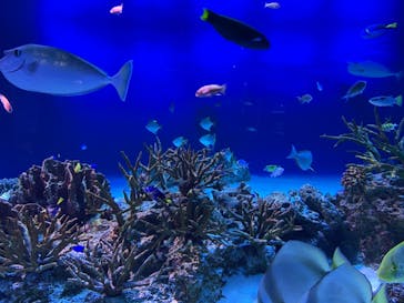 新江ノ島水族館に投稿された画像（2021/9/18）